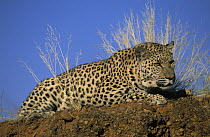 Leopard (Panthera pardus) reclining on rock, Africa