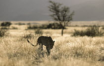 Leopard (Panthera pardus) on savannah, Africa