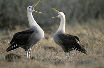 Waved Albatross (Phoebastria irrorata) courting pair engaged in bill clappering