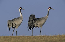 Common Crane (Grus grus) pair walking, Europe