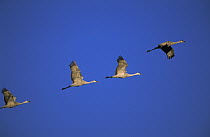 Sandhill Crane (Grus canadensis) group flying during migration, North America