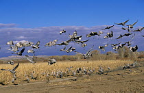 Sandhill Crane (Grus canadensis) flock landing in field during migration, North America