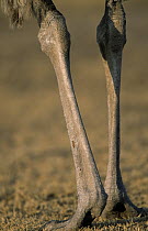 Ostrich (Struthio camelus) legs of a non-sexual adult, Africa