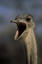 Ostrich (Struthio camelus) calling, Africa