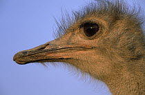 Ostrich (Struthio camelus) close up of head, Africa