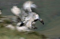 Cape Vulture (Gyps coprotheres) landing near lake, Africa