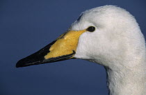 Whooper Swan (Cygnus cygnus) close up of head, Japan
