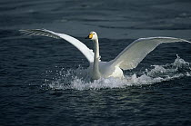 Whooper Swan (Cygnus cygnus) landing in water, Japan
