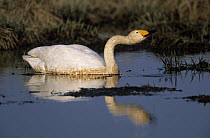 Whooper Swan (Cygnus cygnus) foraging in lake, Japan