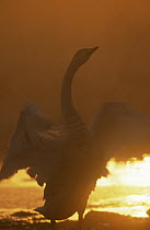 Whooper Swan (Cygnus cygnus) stretching at sunset, Japan