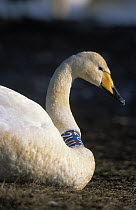 Whooper Swan (Cygnus cygnus) tagged for research, Japan