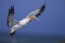 Cape Gannet (Morus capensis) flying, South Africa