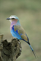 Lilac-breasted Roller (Coracias caudata) perching, Africa