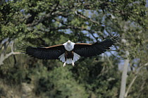 African Fish Eagle (Haliaeetus vocifer) flying, Africa