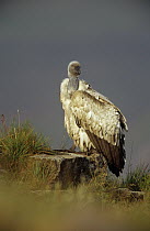 Cape Vulture (Gyps coprotheres) portrait, South Africa
