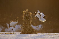Red-crowned Crane (Grus japonensis) courting pair in winter, Japan