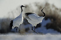 Red-crowned Crane (Grus japonensis) courting pair in snow, Japan