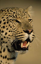 Leopard (Panthera pardus) portrait showing teeth, Africa