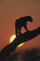 Leopard (Panthera pardus) silhouette at sunset, Africa