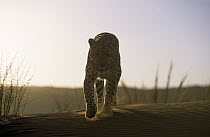 Leopard (Panthera pardus) walking over dune, Africa