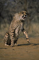 Cheetah (Acinonyx jubatus) in aggressive posture, Africa