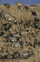 Grevy's Zebra (Equus grevyi) herd grazing on savannah, Africa