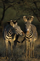 Grevy's Zebra (Equus grevyi) pair with one braying, Africa