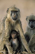 Yellow Baboon (Papio cynocephalus) pair with baby, east Africa