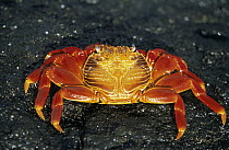 Sally Lightfoot Crab (Grapsus grapsus) close up portrait, Galapagos Islands, Ecuador