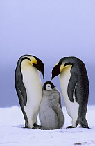 Emperor Penguin (Aptenodytes forsteri) couple with chick, Antarctica