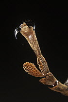 Harlequin Beetle (Acrocinus longimanus) underside detail of leg and foot