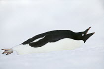 Adelie Penguin (Pygoscelis adeliae) lying on ice calling, Antarctica