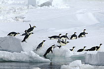 Emperor Penguin (Aptenodytes forsteri) jumping from water to ice floe, Antarctica