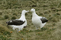 Southern Royal Albatross (Diomedea epomophora) pair courting, Campbell Island, Antarctica