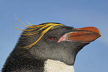 Macaroni Penguin (Eudyptes chrysolophus) portrait, Cooper Bay, South Georgia, Antarctica