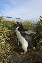 Macaroni Penguin (Eudyptes chrysolophus) in tussock grass, Cooper Bay, South Georgia, Antarctica