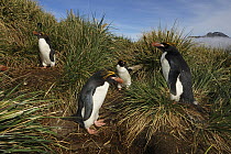 Macaroni Penguin (Eudyptes chrysolophus) group in tussock grass, Cooper Bay, South Georgia, Antarctica