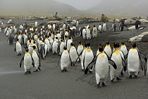 King Penguin (Aptenodytes patagonicus) group with Southern Elephant Seals (Mirounga leonina) in the background, Antarctica