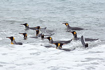 King Penguin (Aptenodytes patagonicus) group in surf, Gold Harbor, South Georgia, Antarctica