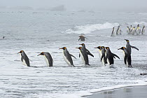 King Penguin (Aptenodytes patagonicus) group entering surf, Gold Harbor, South Georgia, Antarctica