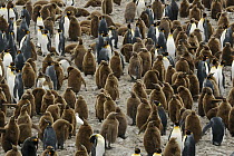 King Penguin (Aptenodytes patagonicus) colony, South Georgia, Gold Harbor, Antarctica