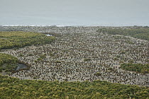 King Penguin (Aptenodytes patagonicus) colony, Gold Harbor, South Georgia, Antarctica