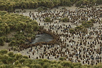 King Penguin (Aptenodytes patagonicus) colony, Gold Harbor, South Georgia, Antarctica