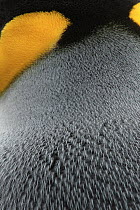 King Penguin (Aptenodytes patagonicus) feather pattern, Gold Harbor, South Georgia, Antarctica