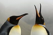 King Penguin (Aptenodytes patagonicus) pair, South Georgia, Gold Harbor, Antarctica