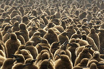 King Penguin (Aptenodytes patagonicus) mass of chicks, Gold Harbor, South Georgia, Antarctica