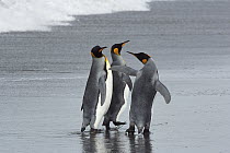King Penguin (Aptenodytes patagonicus) trio walking on beach, Gold Harbor, South Georgia, Antarctica