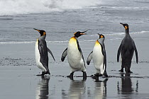 King Penguin (Aptenodytes patagonicus) group walking on beach, Gold Harbor, South Georgia, Antarctica