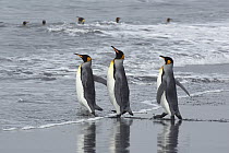 King Penguin (Aptenodytes patagonicus) trio entering water, Gold Harbor, South Georgia, Antarctica