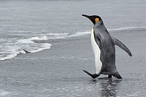 King Penguin (Aptenodytes patagonicus) walking on beach, Gold Harbor, South Georgia, Antarctica